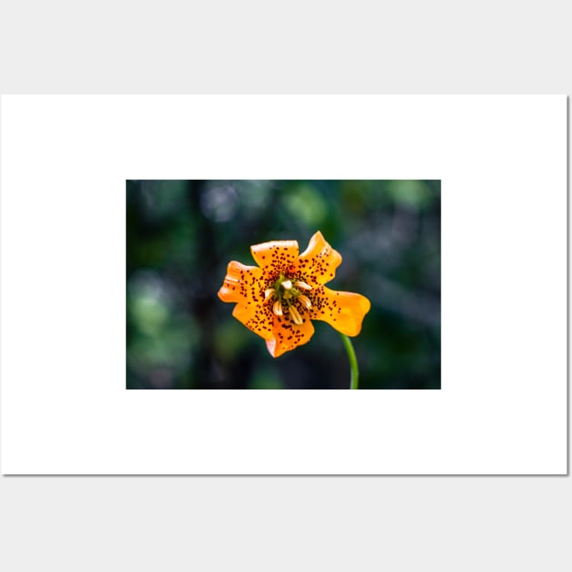 Tiger lily flower Wall Art by blossomcophoto